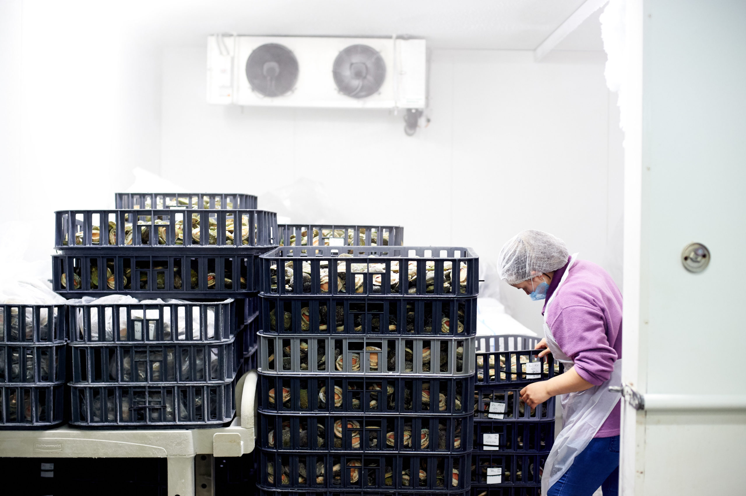 A staff member inspects trays of abalone which have just undergone Suspended Animation Freezing.
