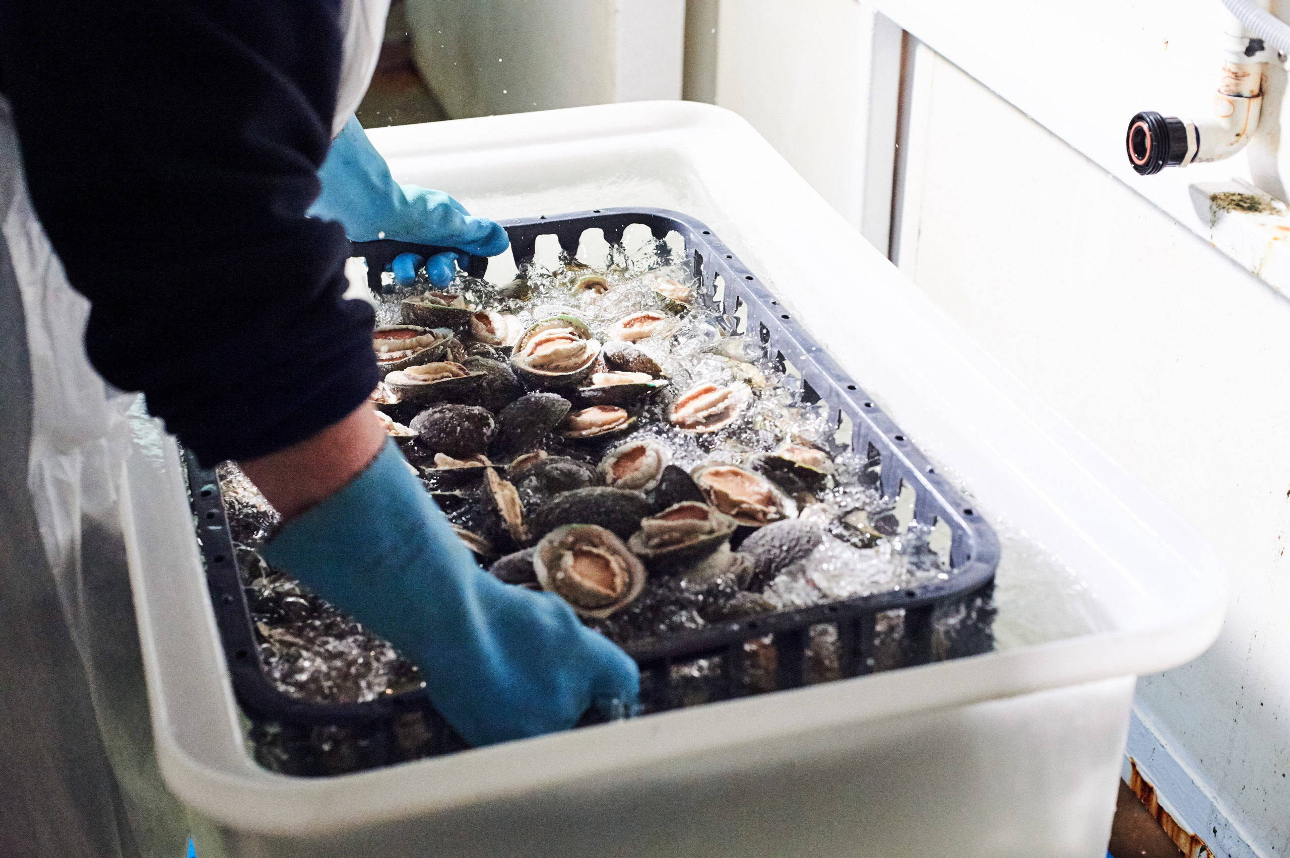 A tray of fresh abalone, held by two hands in blue rubber gloves, is submerged into a tub full of water to freeze them in suspended animation.