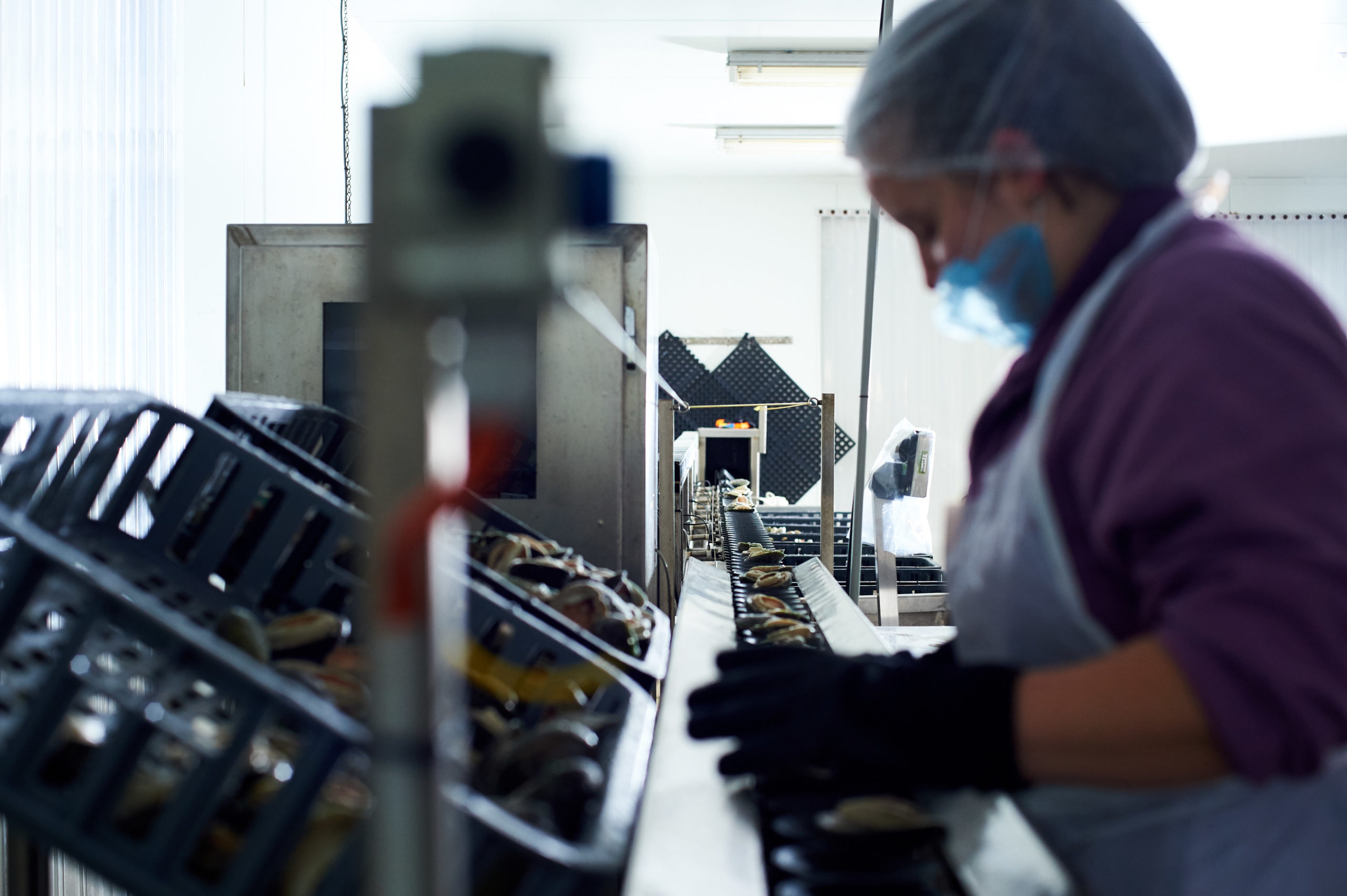 Abalone travel down a conveyer belt at a processing facility, carefully inspected by a team member.