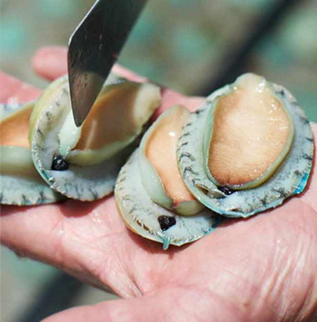 Four Yumbah Greenlip abalone, held in a man's outstretched palm.