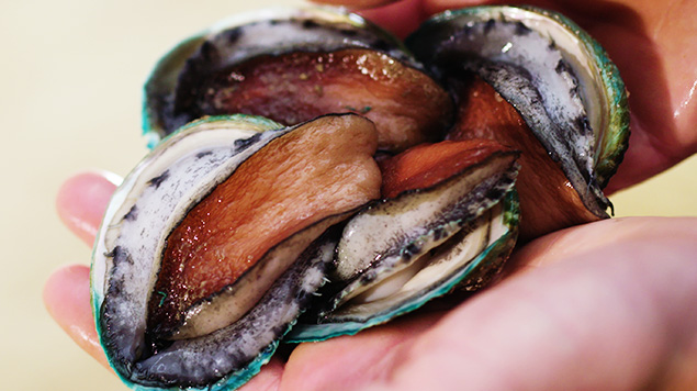 Four live tiger abalone, held in outstretched hands.