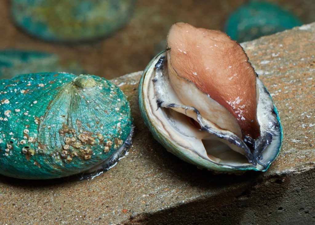 Two live tiger abalone sit side by side – one facing down on a concrete ledge, one facing upwards.
