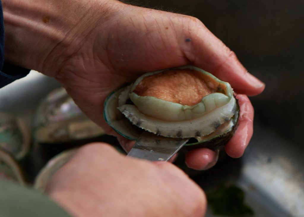 A man holds an abalone firmly in one hand, and slides a shucking knife underneath with the other hand.