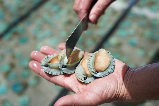 Live Yumbah Greenlip Abalone held in the hands of one of our expert team members.