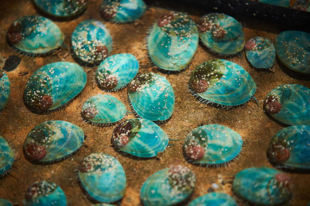 Yumbah Abalone of varying sizes shown underwater with filtered light on their shells.