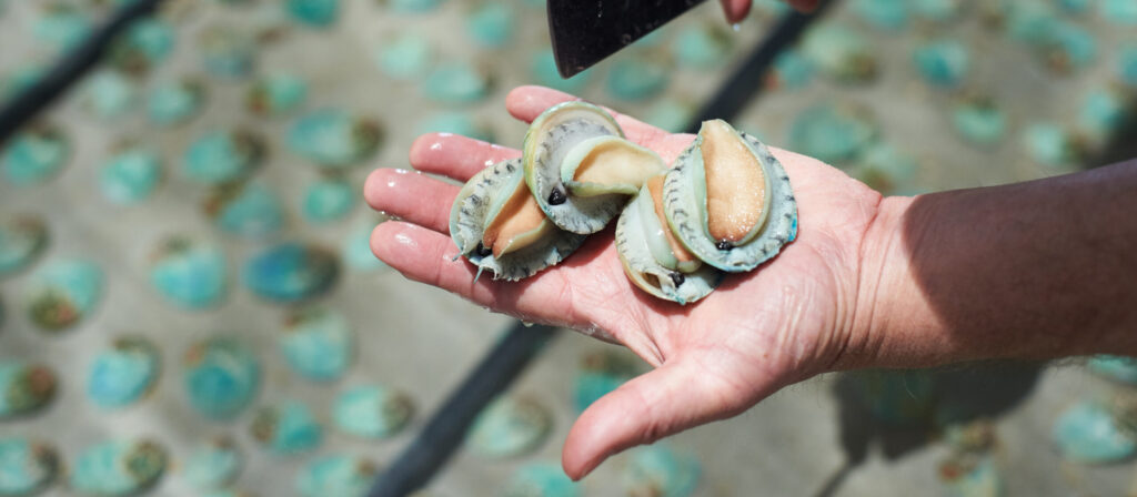 Four live Yumbah Greenlip Abalone in the careful hands of our talented team.