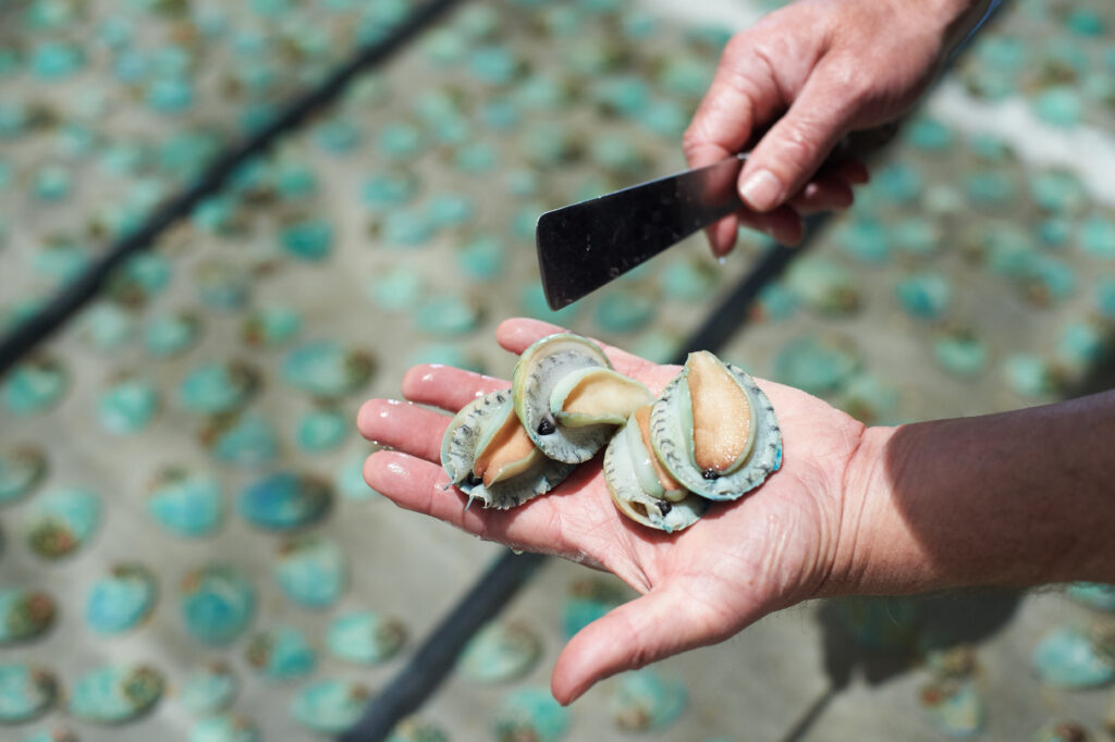 Fresh Yumbah Abalone held in the hand of one of our caring aquaculture team members.
